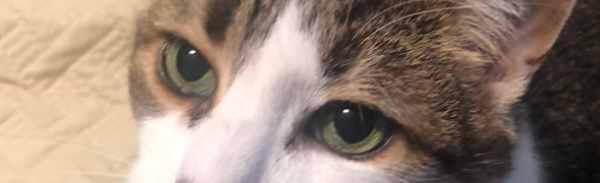 cat eyes closeup, how to hook cat's eyes