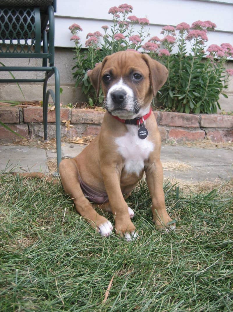 Boxer puppy, Jack
